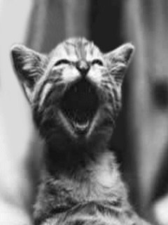 Animal Screensavers 0066